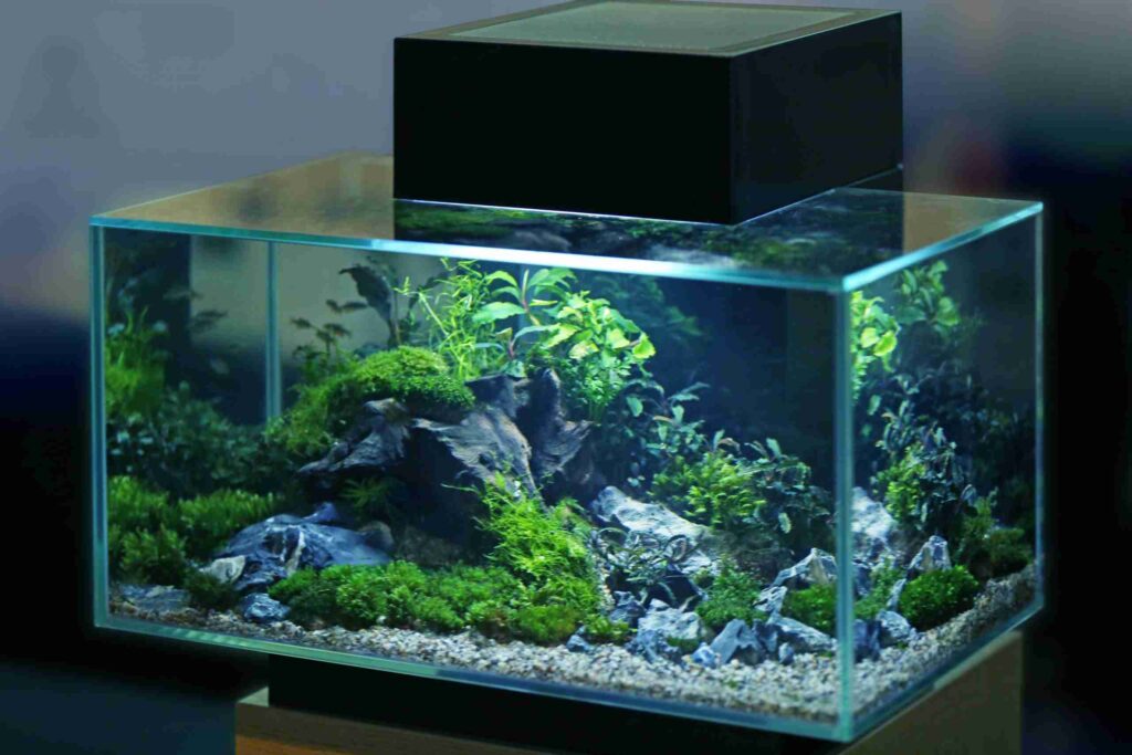 Aquarium Scratch Removal