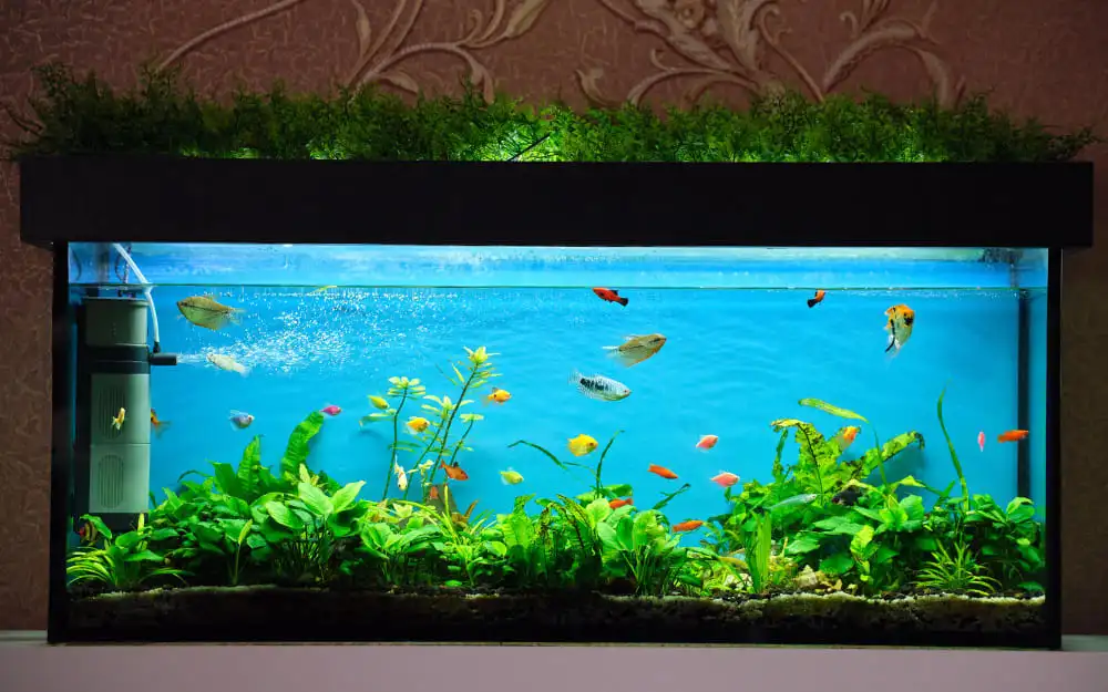 fish tank scratch remover